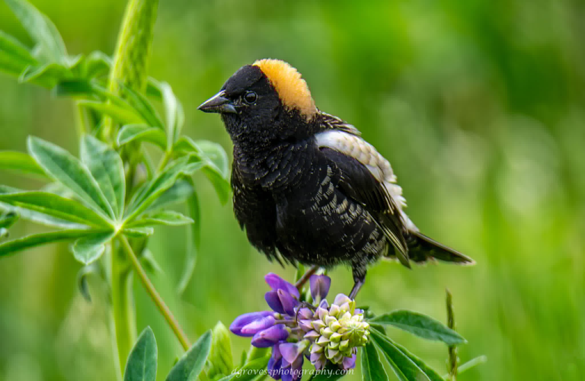 Bobolink
